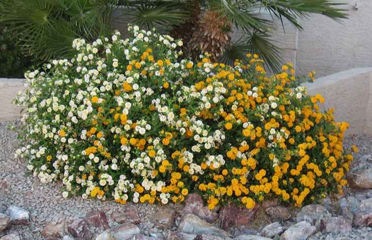 Lantana Plant gebruikt in Arizona Landscaping / Arizona