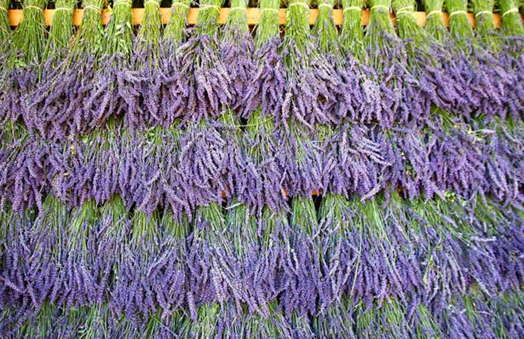 Festival della lavanda a Los Ranchos de Albuquerque / Nuovo Messico