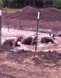 Milwaukee Area Mud Runs