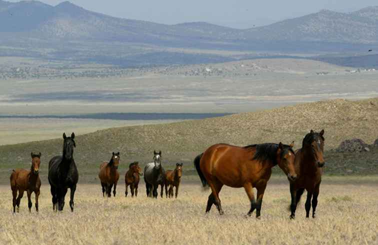 Nevadas wilde Pferde / Nevada