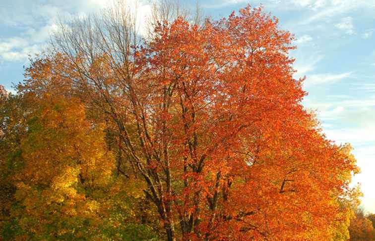 New England Fall Foliage Reisplanner / 