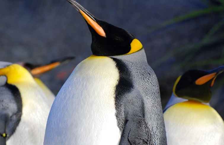 Pingvin och Puffin Coast på St. Louis Zoo / Missouri