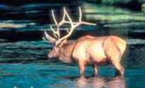 Pennsylvania Elk Herd / Pennsylvania sylvania~~POS=HEADCOMP