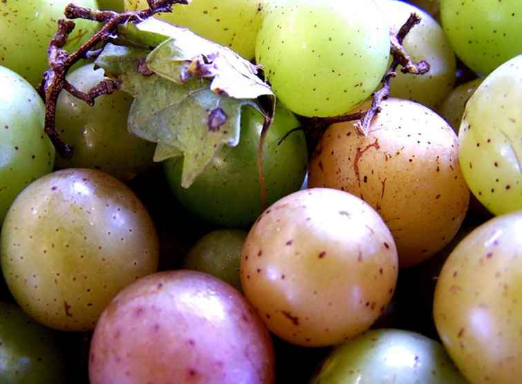 Elija sus propias uvas de Muscadine en Carolina del Norte