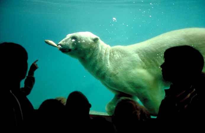 Zoo et aquarium de Point Defiance / Washington