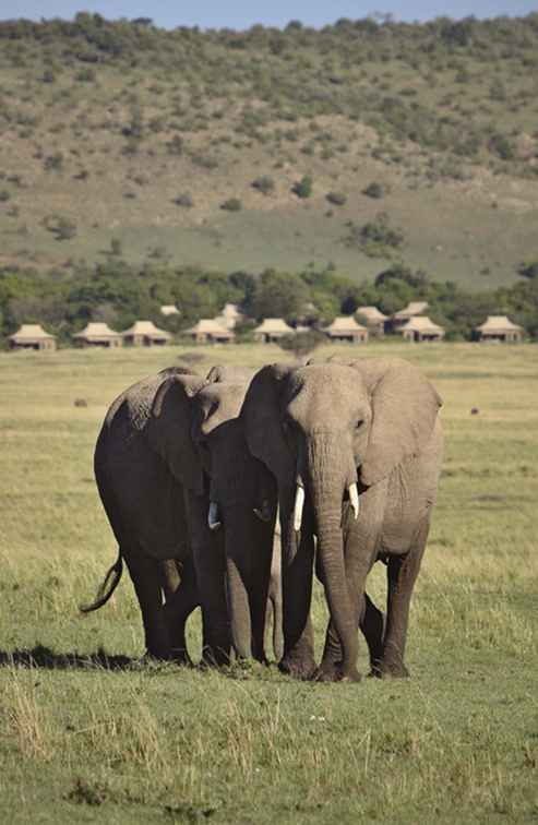 Practique su fotografía en Safari en África Oriental