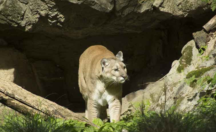 Queens Zoo Reiseführer / New York