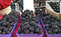 Mercados de granjeros de Sacramento Dónde comprar frutas y verduras frescas / California