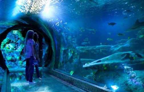 Sea Life Aquarium in der Concord Mills Mall / Nordkarolina
