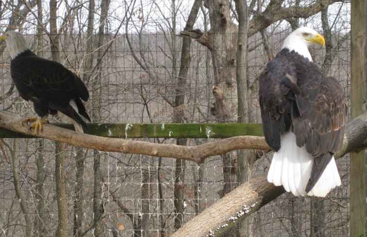 Zie Bald Eagles bij Masters of the Sky in Alton / Missouri