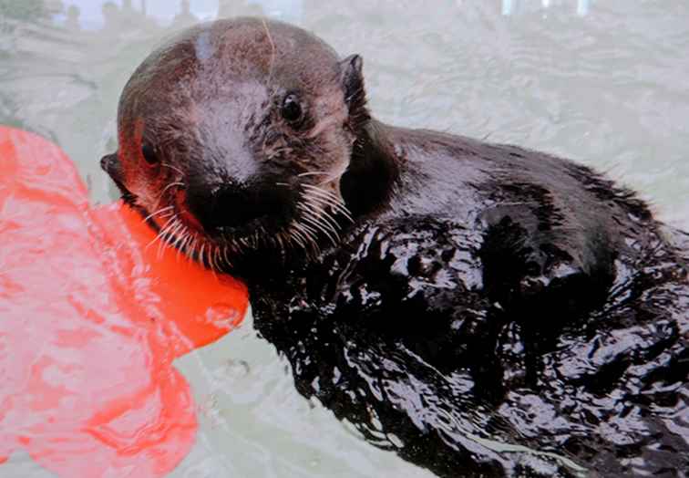 Shedd Aquarium accoglie Ellie the Otter