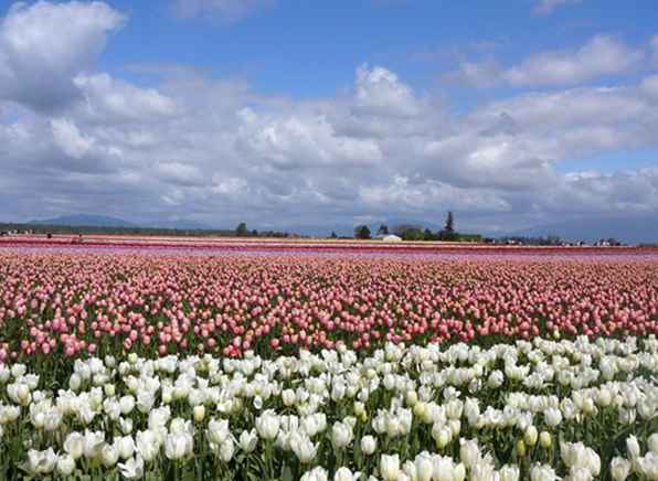 Guida di viaggio di Skagit Valley / Washington