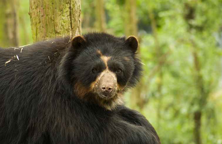 Animali della fauna sudamericana da non perdere