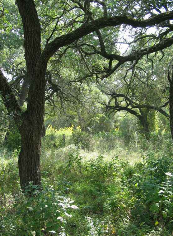 Primavera nel Texas Hill Country / Texas