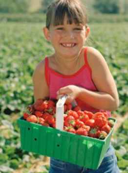 Strawberry Festival bij Eckert's Orchards / Missouri