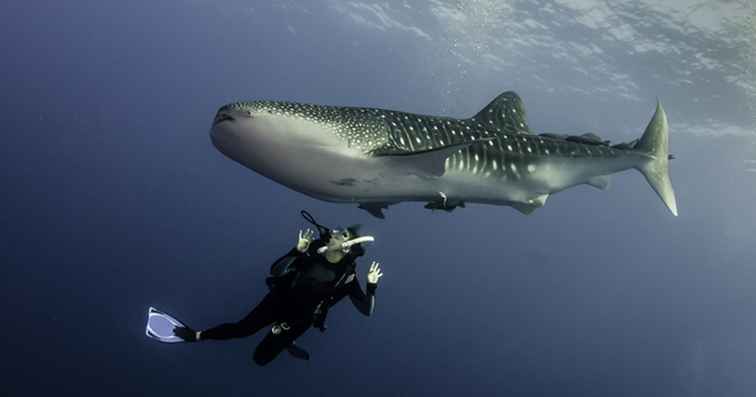 Neem een ​​duik met walvishaaien op Isla Holbox, Mexico / 