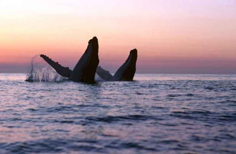Los mejores lugares para ir a ver ballenas en Australia / Australia
