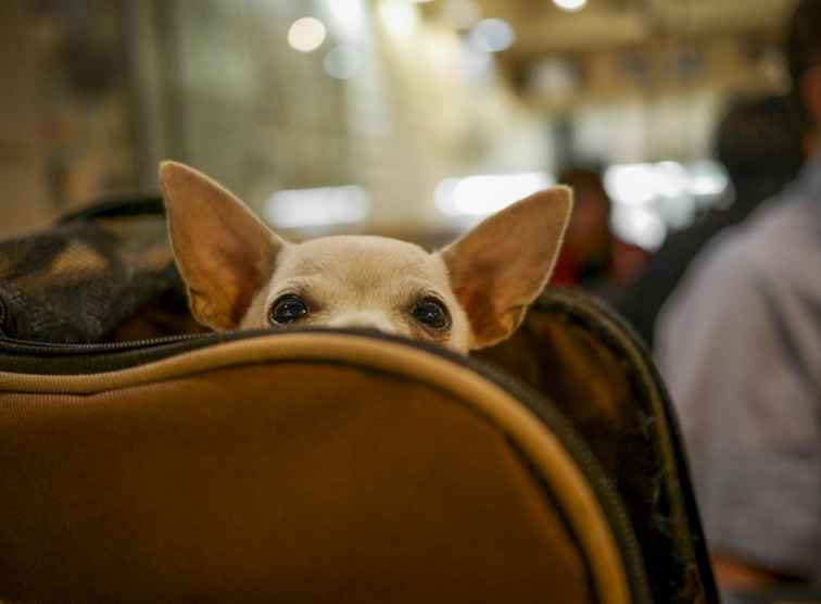 Los pormenores de usar la lealtad para viajar con mascotas