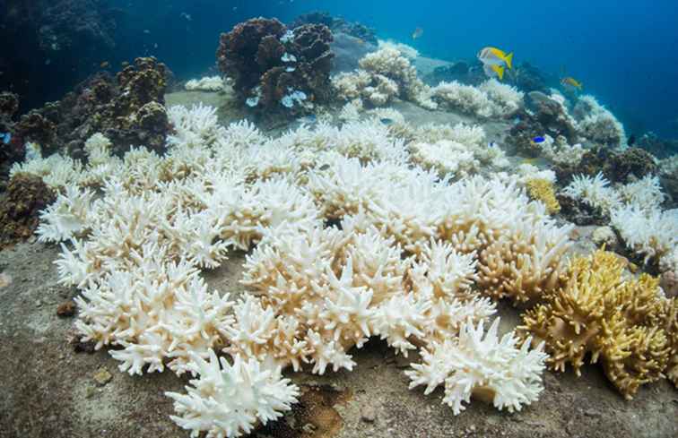 Lo stato della Grande Barriera Corallina dovresti andare?