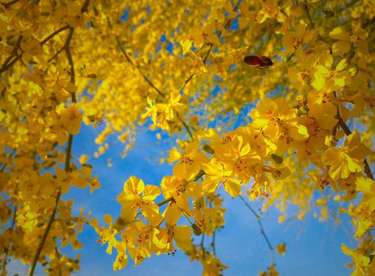 L'arbre d'état de l'Arizona Palo Verde / Arizona