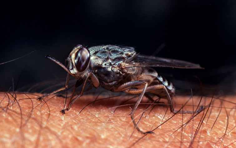 La mosca tsetsé y la enfermedad africana del sueño / Aventuras