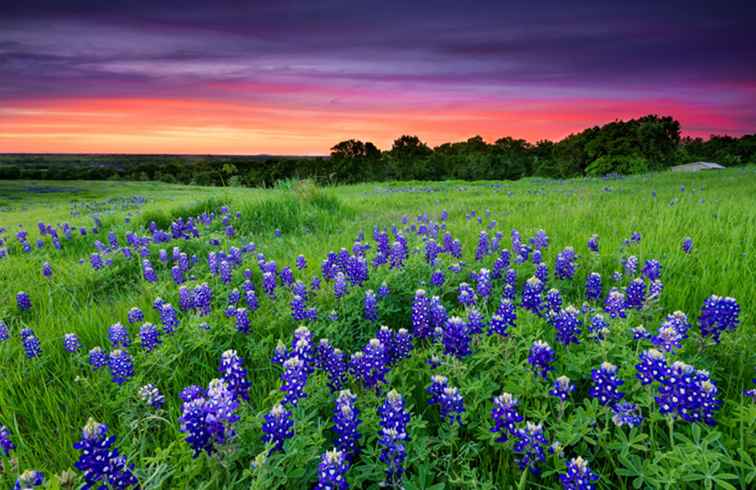 L'escapade ultime de fleurs sauvages de Hill Country / Texas