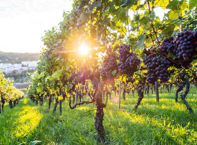 Vinindustrin går hållbart