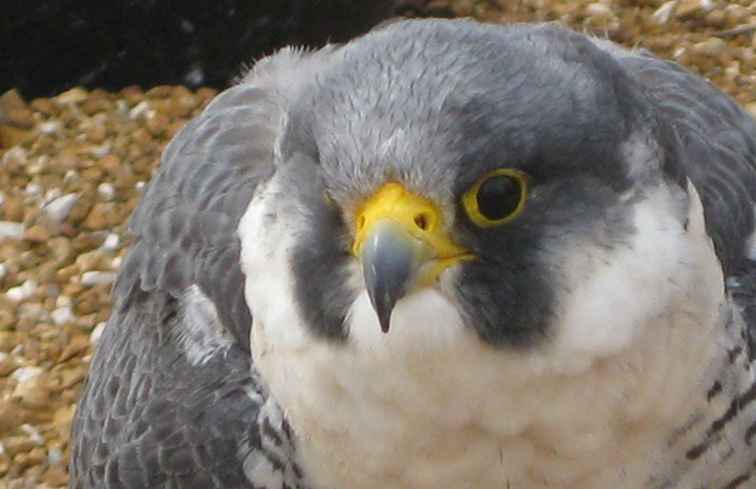 Het World Bird Sanctuary in St. Louis County / Missouri