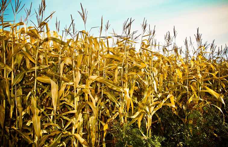 Cet automne, se perdre dans ces labyrinthes de maïs près de Philadelphie / Pennsylvanie