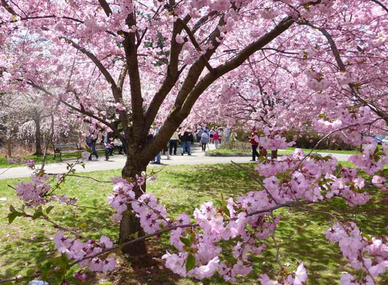 Questo parco di Newark ha la maggior parte dei fiori di ciliegio nella nazione (foto)