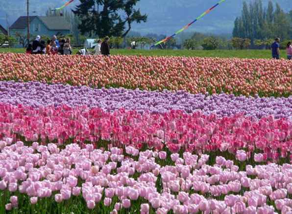 Tips voor bezoekers van het Skagit Valley Tulip Festival / Washington