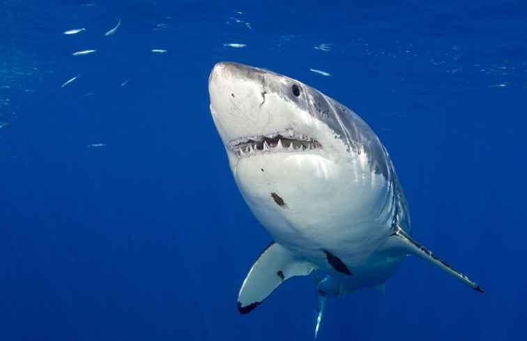 Menaces de voyage plus meurtrières que les requins