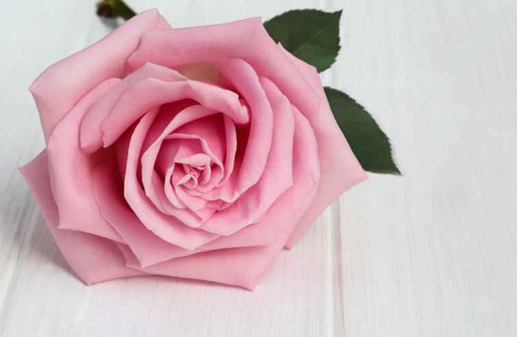 Valentines Rose Colors en hun traditionele betekenissen / RomanticVacations