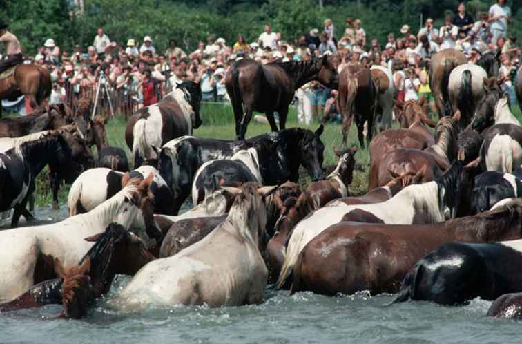 Bezoek de Chincoteague-pony's op het eiland Assateague / Maryland