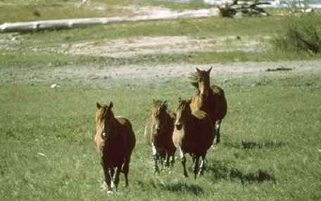 Die wilden Pferde des Südostens besuchen - Sicherheitstipps