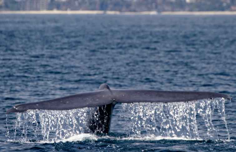 Walvis kijken rond Long Beach en Los Angeles / Californië