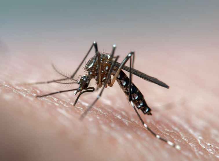 Cos'è la febbre dengue? / Sicurezza