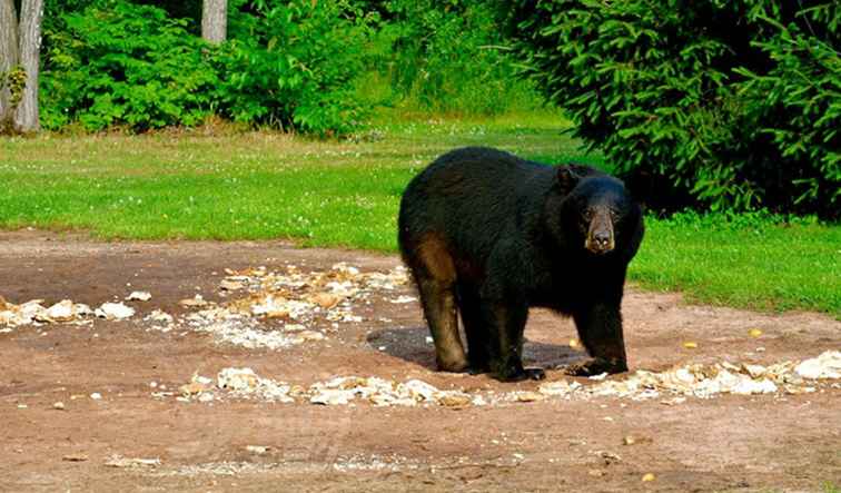 Wat te doen als je een beer in de wildernis tegenkomt