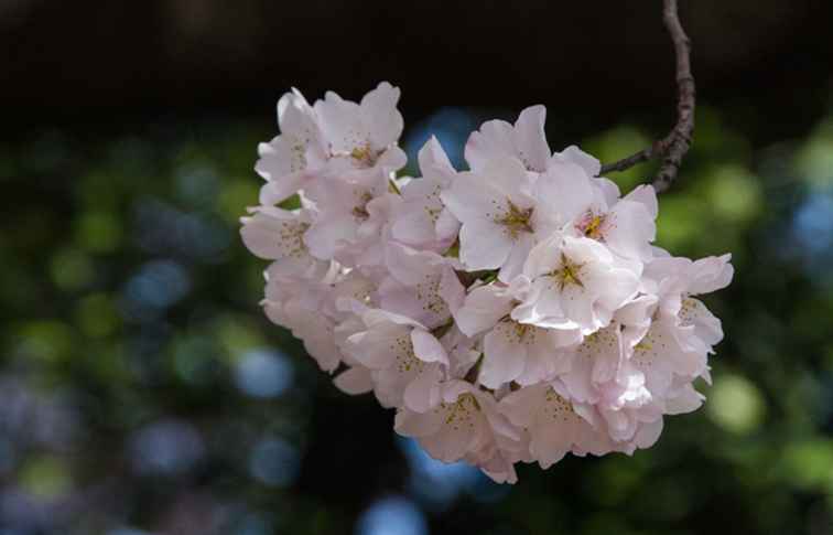 ¿Cuándo florecerán los Cherry Blossoms de Washington DC? / Washington DC.