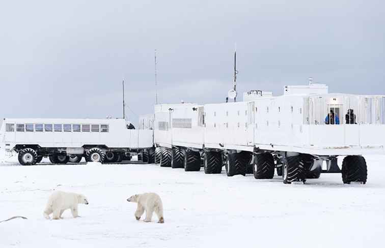 Dónde ver osos polares en libertad