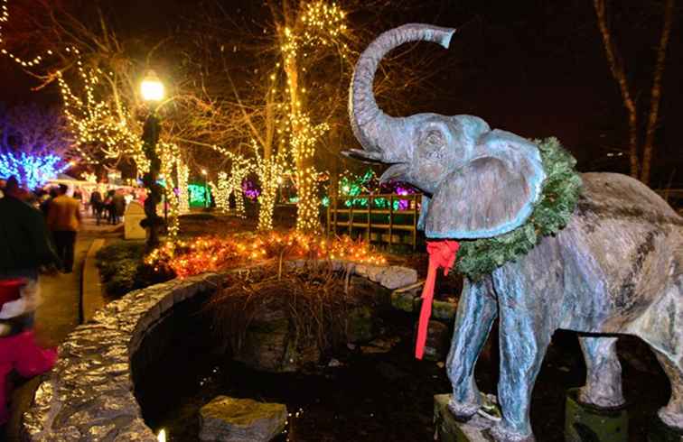 Wilde Lichter im St. Louis Zoo / Missouri