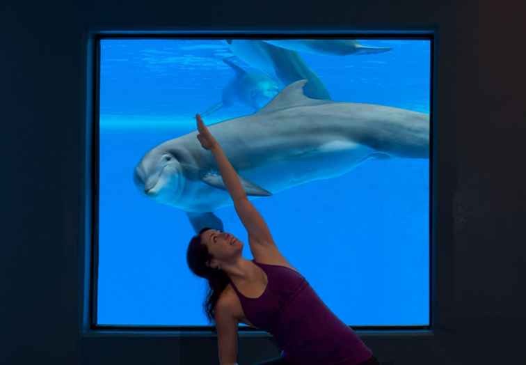 Yoga avec les dauphins à l'hôtel Mirage Las Vegas / Nevada