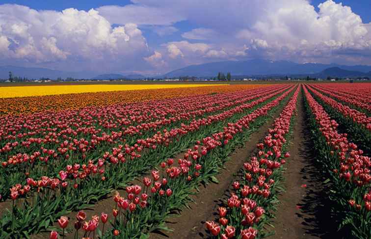 Ihr kompletter Guide zum Skagit Tulip Festival / Washington