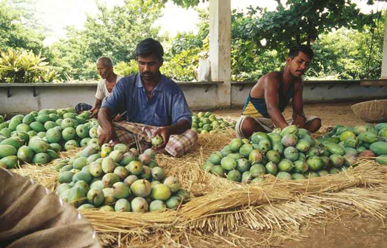 10 Mango Farmen und Festivals, um Mangos in Indien zu genießen / 