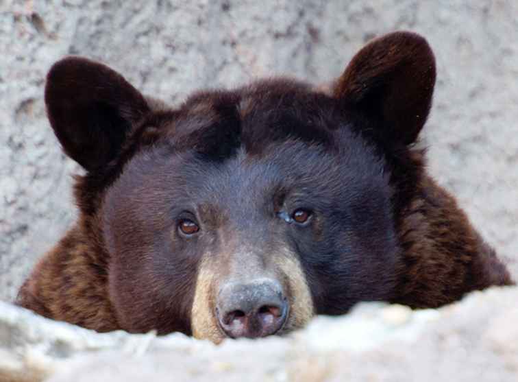 10 Dinge, die man über Bären wissen sollte / Arizona