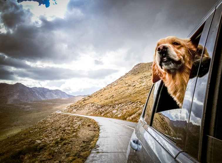 6 divertidas formas de planear un cachorro en Colorado / Colorado