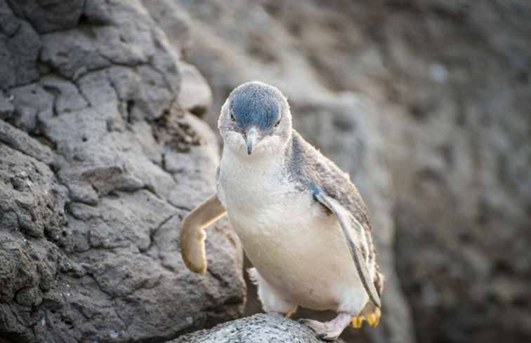 7 lugares en Australia para ver pingüinos / Australia