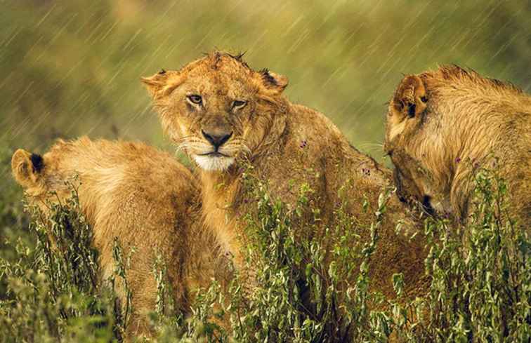 Un bref guide des saisons sèches et pluvieuses en Afrique / Afrique et Moyen-Orient