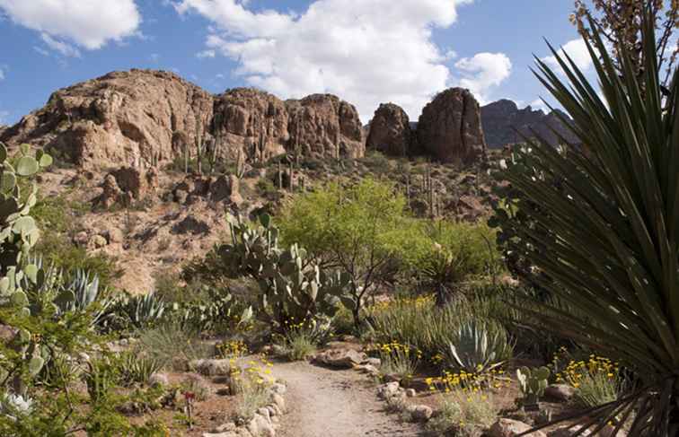 Ein vollständiger Leitfaden für das Boyce Thompson Arboretum / Arizona