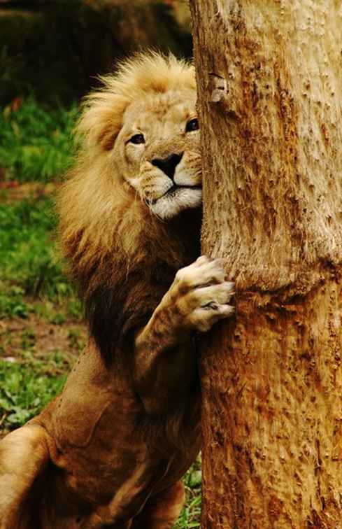 Una guía de visitantes para Lincoln Park Zoo / Illinois